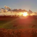 Annaswood Self Catering Ballylooby