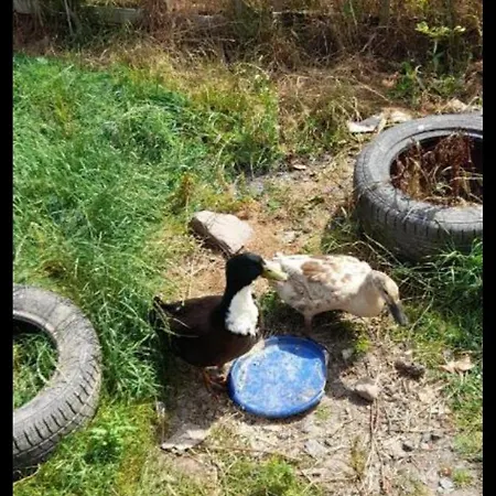 Annaswood Self Catering