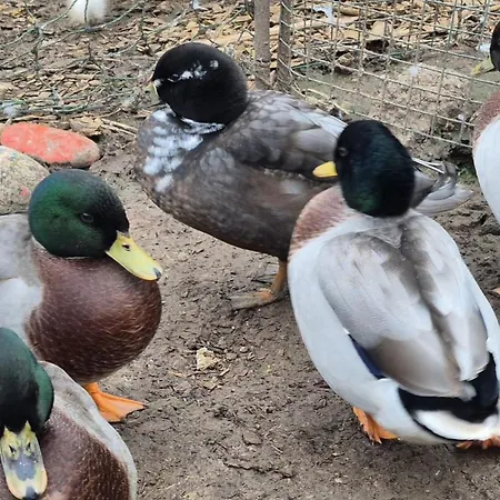 Apartamento Annaswood Self Catering Ballylooby