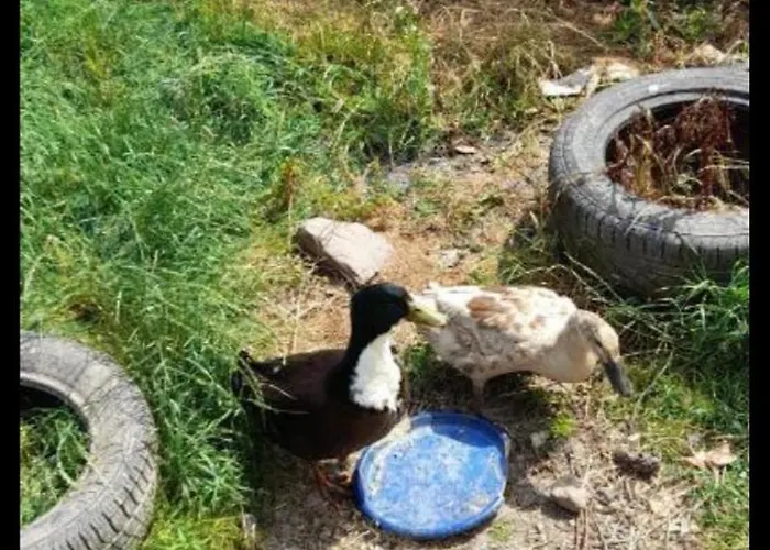 Annaswood Self Catering