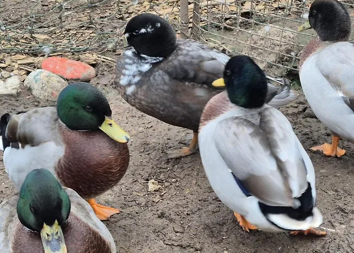 Appartement Annaswood Self Catering Ballylooby